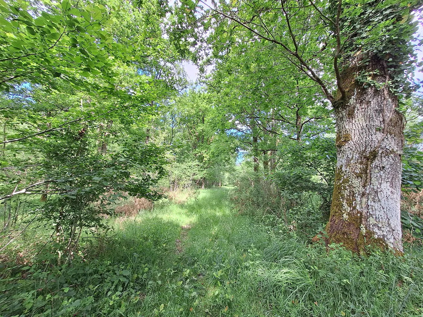 Top5 régions françaises acheter forêt