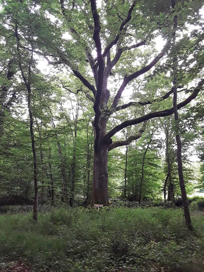 déclarer l'achat d'une forêt