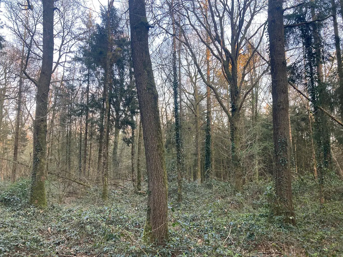 Forêt dans le département du Nord d’environ 37 hectares