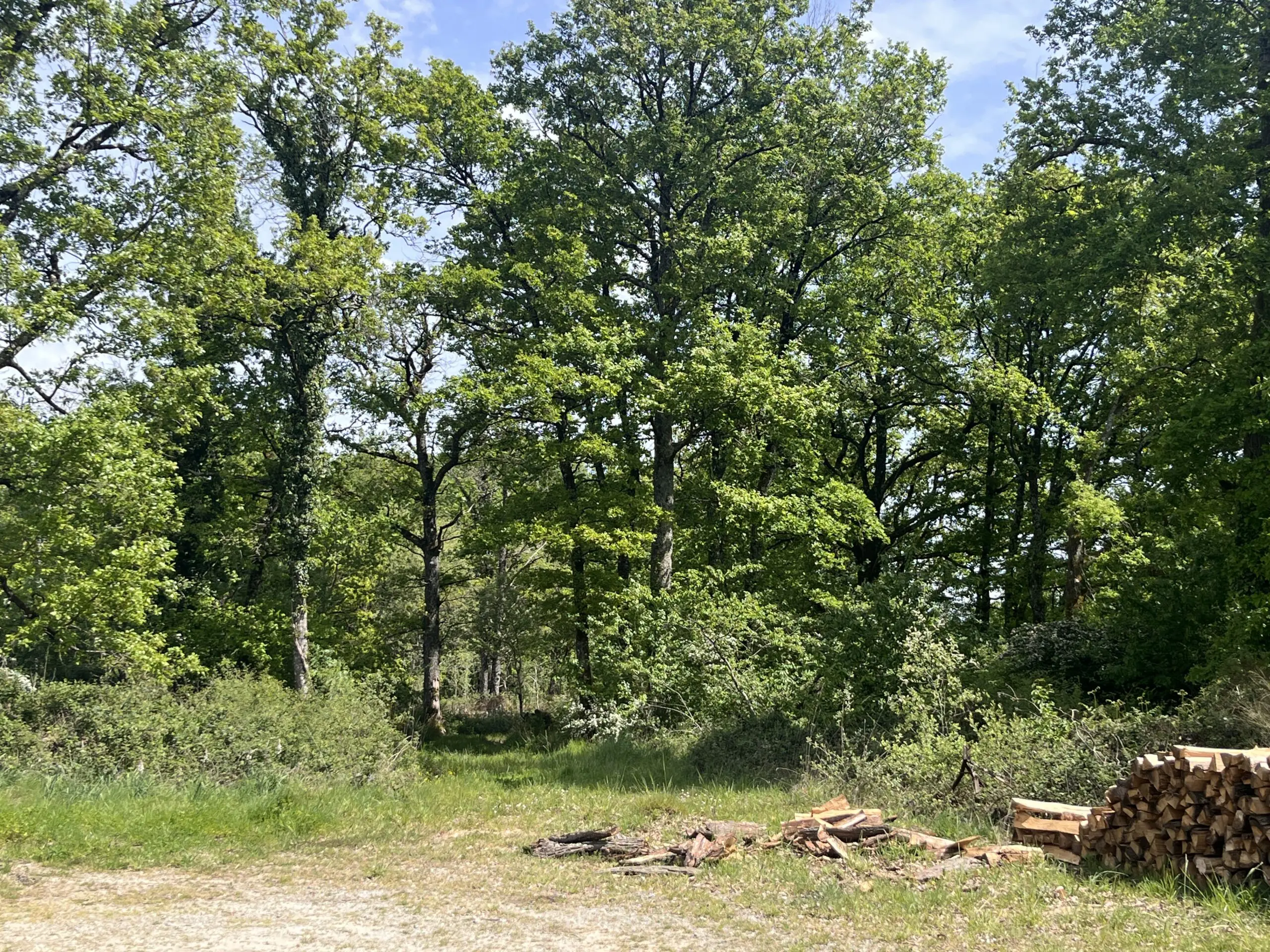 Sud BRENNE, Magnifique territoire de chasse et forestier de 78 hectares d’un seul tenant