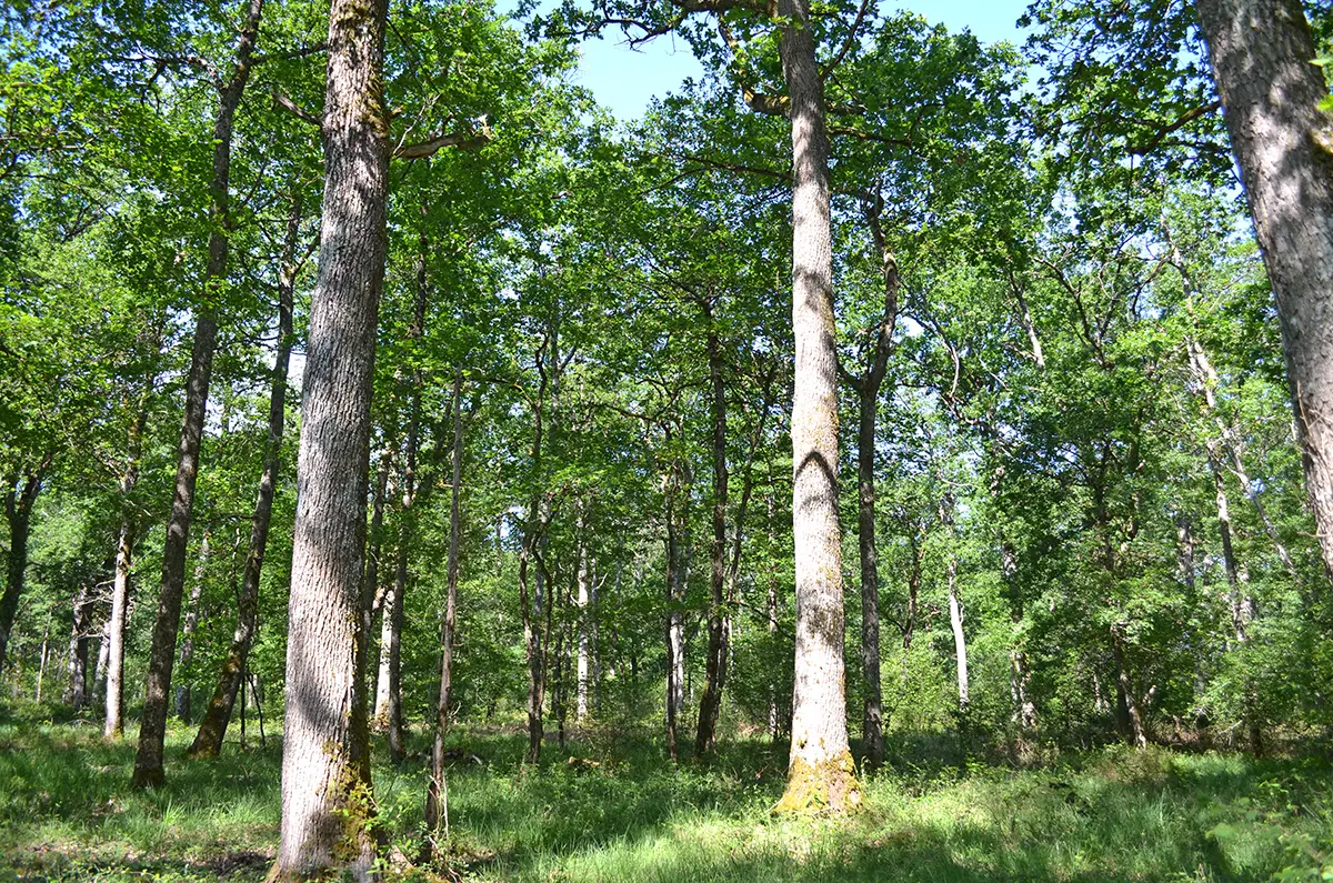 Massif Forestier de Production et Cynégétique d’environ 39 ha dans le département du Cher (18)