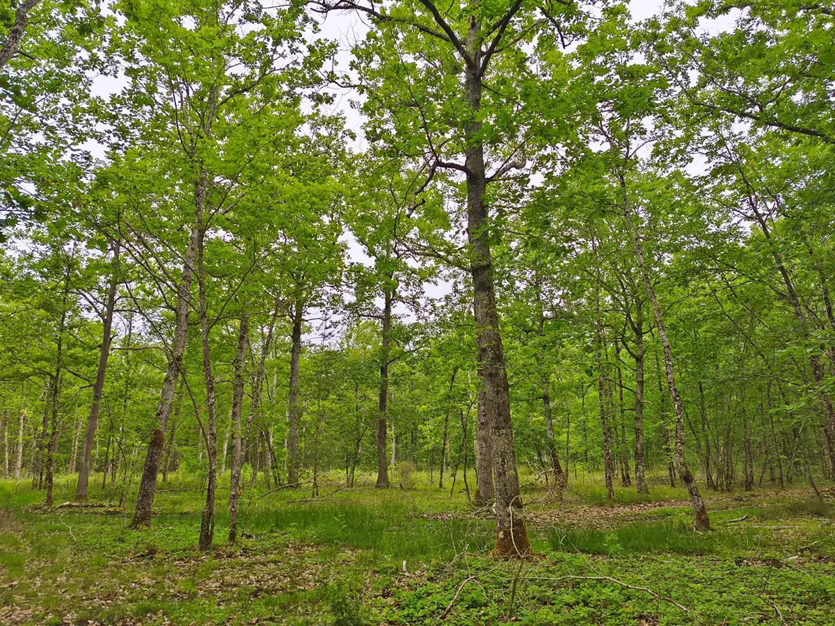Massif Forestier et Cynégétique de 112 hectares en Sologne du Loir-et-Cher