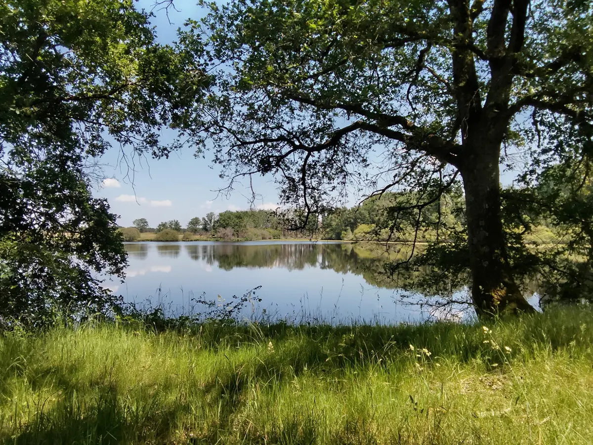 Etang dans l’Indre (36) d’environ 7,5 hectares