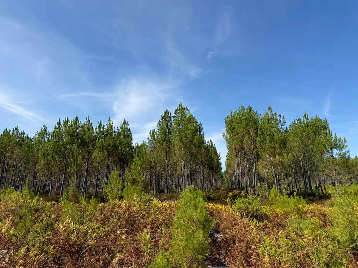 Propriété Forestière en Gironde (33) d’environ 104 hectares
