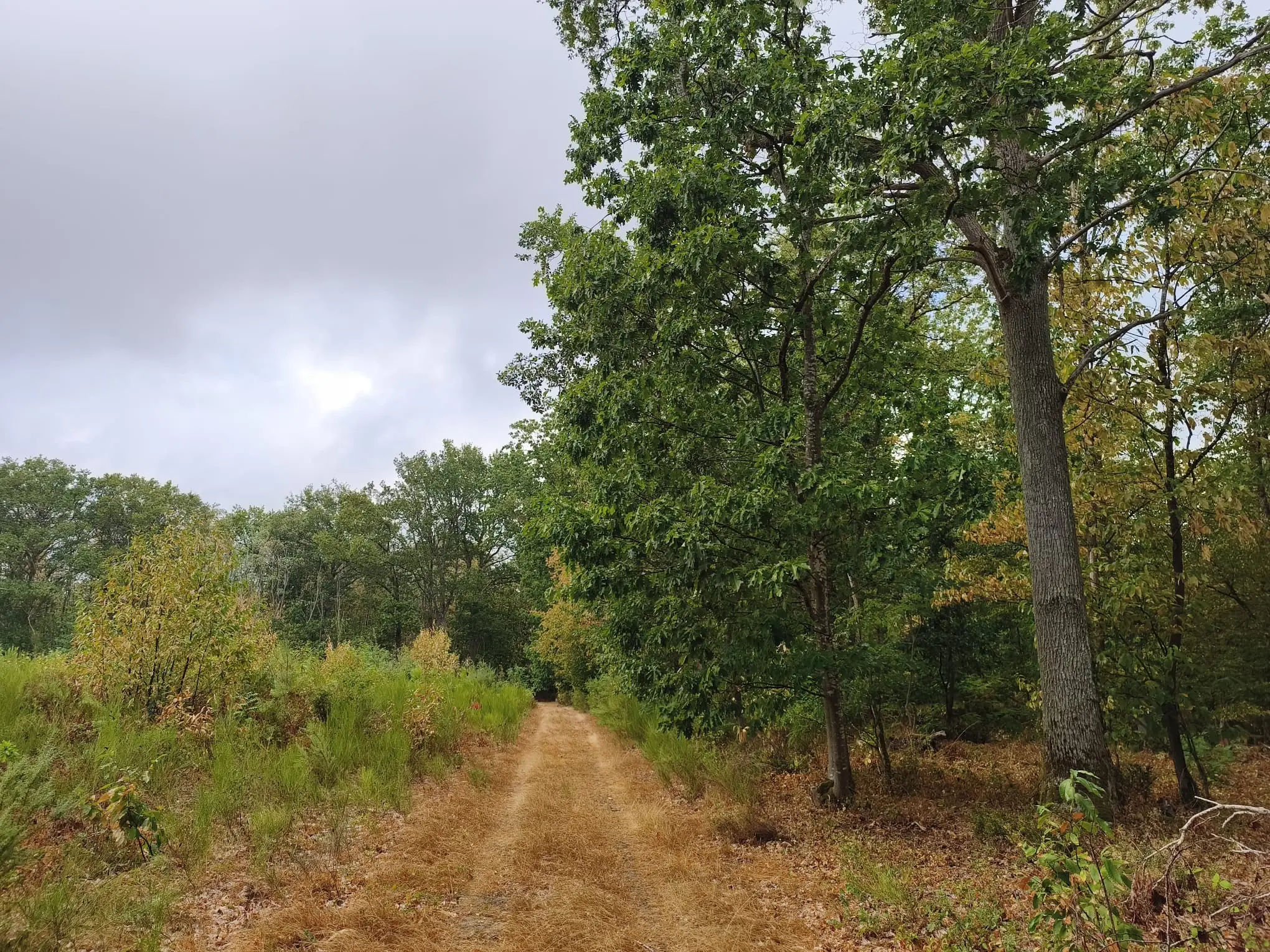 Forêt d’avenir dans le Loir-et-Cher d’environ 59 hectares