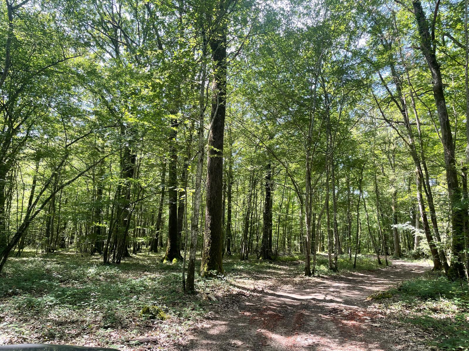 Forêt de Bois d’Œuvres en région Centre 100 Ha