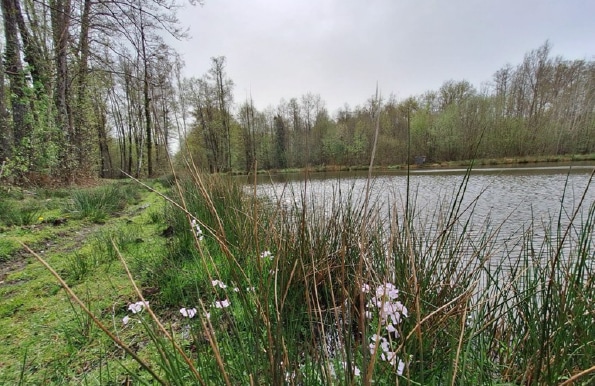 Domaine à vocation Cynégétique ou de Gites en Sologne 103 hectares