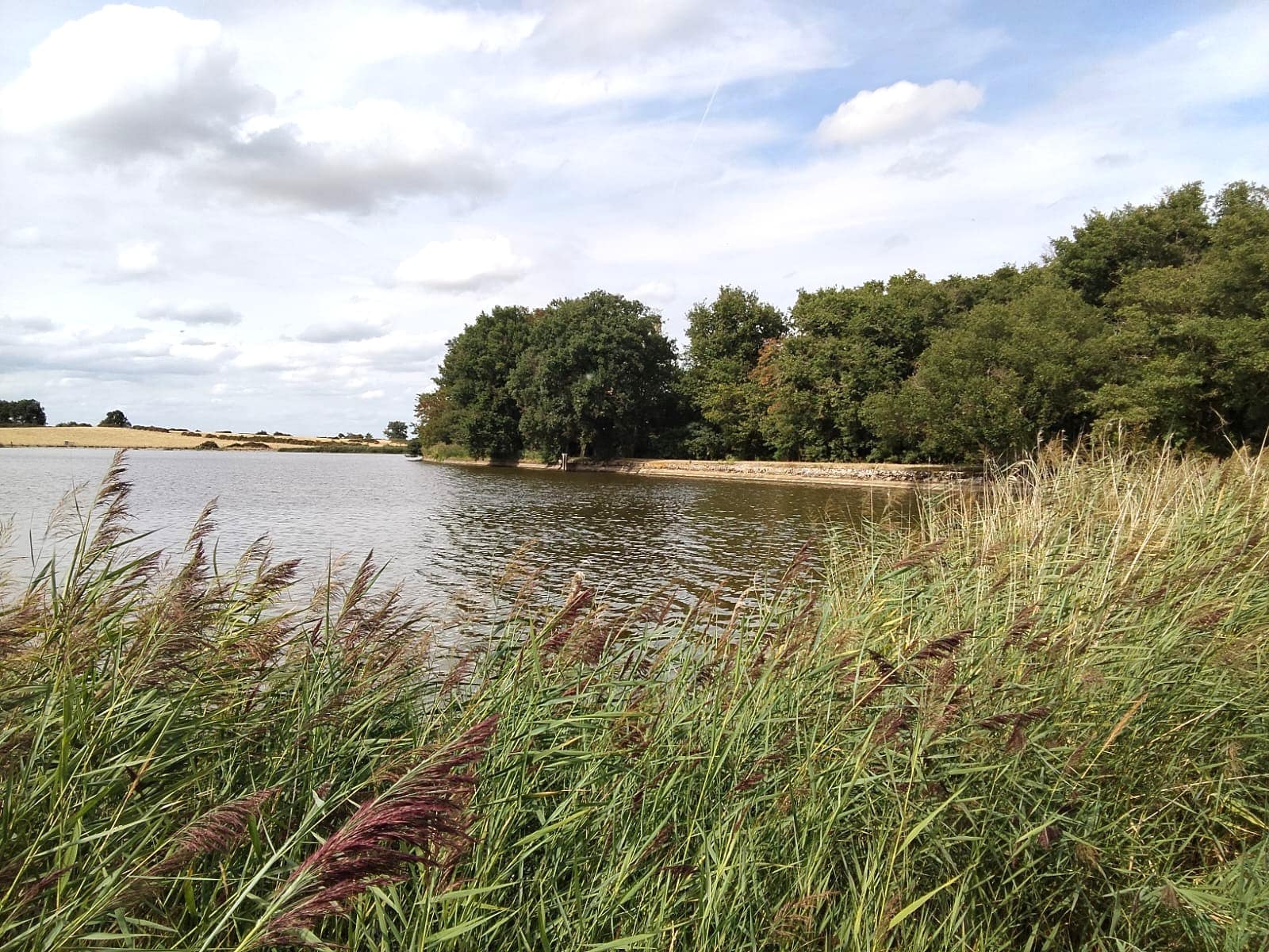 Magnifique territoire de pêche à la carpe et d’agrément situé en Brenne dans l'Indre (36) d'environ 41 hectares