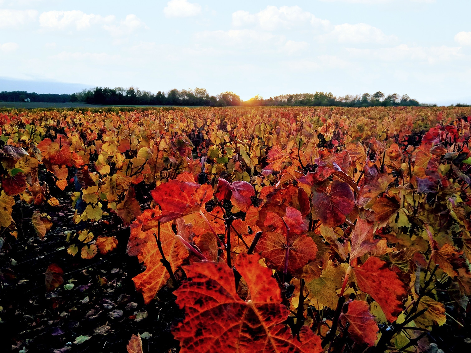 Domaine à vocation d’Hébergement Touristique, Viticole et Agricole dans le Loir-et-Cher 33 hectares