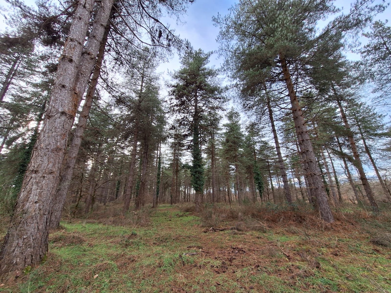 Propriété Forestière et Cynégétique dans le Loiret d’environ 45 hectares