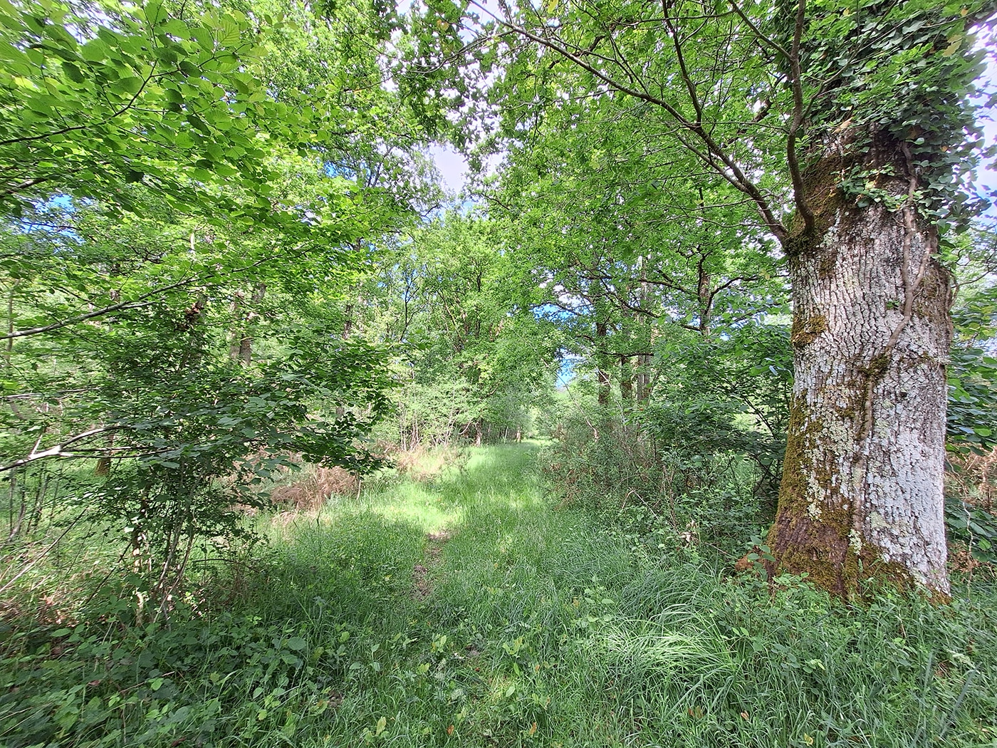 Top5 régions françaises acheter forêt