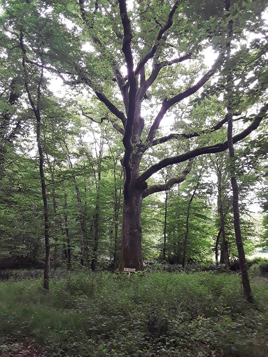 déclarer l'achat d'une forêt