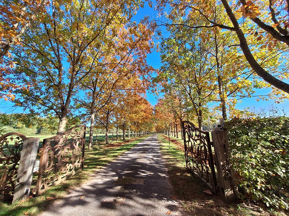 Domaine au cœur de La Forêt d’Orléans (45) d’environ 15,4 hectares