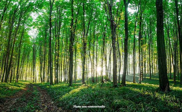 Bois dans l’Oise (60) d’environ 11 hectares