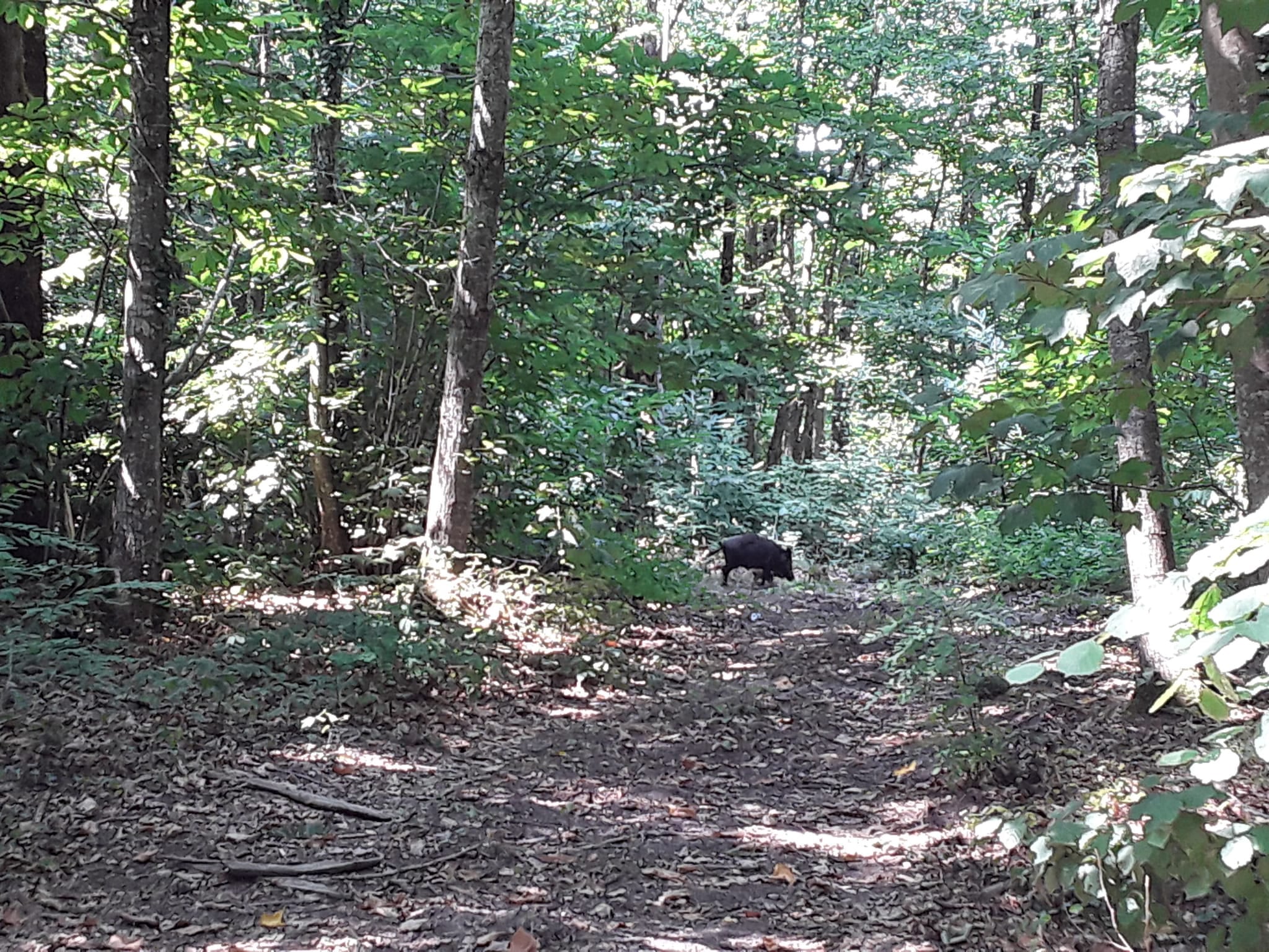 Propriété de Chasse dans le Maine-et-Loire (49) d’environ 112 hectares entièrement clos