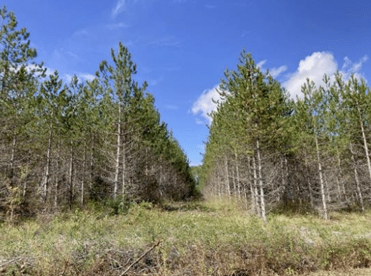 Propriété Forestière dans le Lot-et-Garonne d’environ 43 hectares