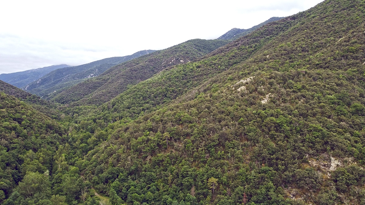 Massif Forestier dans les Pyrénées-Orientales d’environ 308 hectares