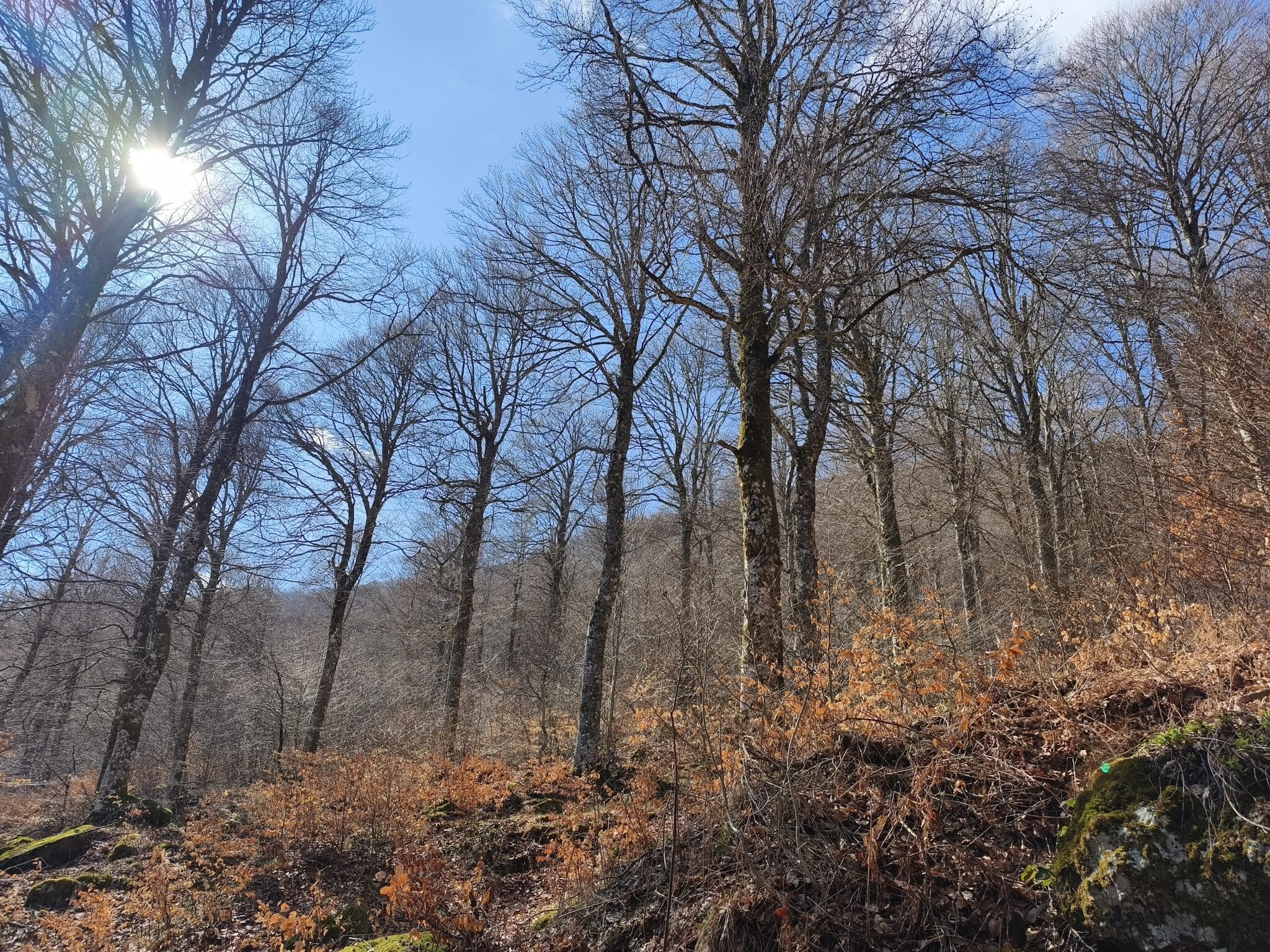 Propriété de Chasse et Forestière dans le Cantal (15) d’environ 74 hectares