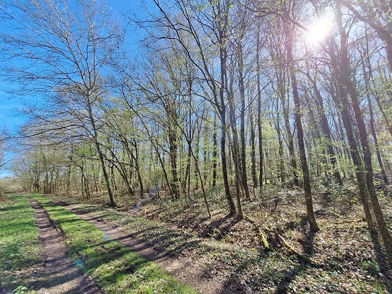 Parcelles de bois et de landes proche d’Amboise (37) d’environ 5 ha 80